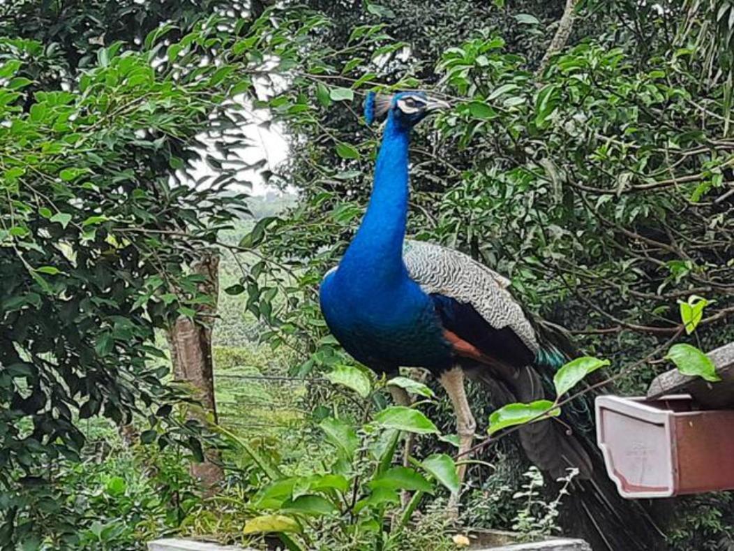 Villa Dinoos- Weligama Esterno foto